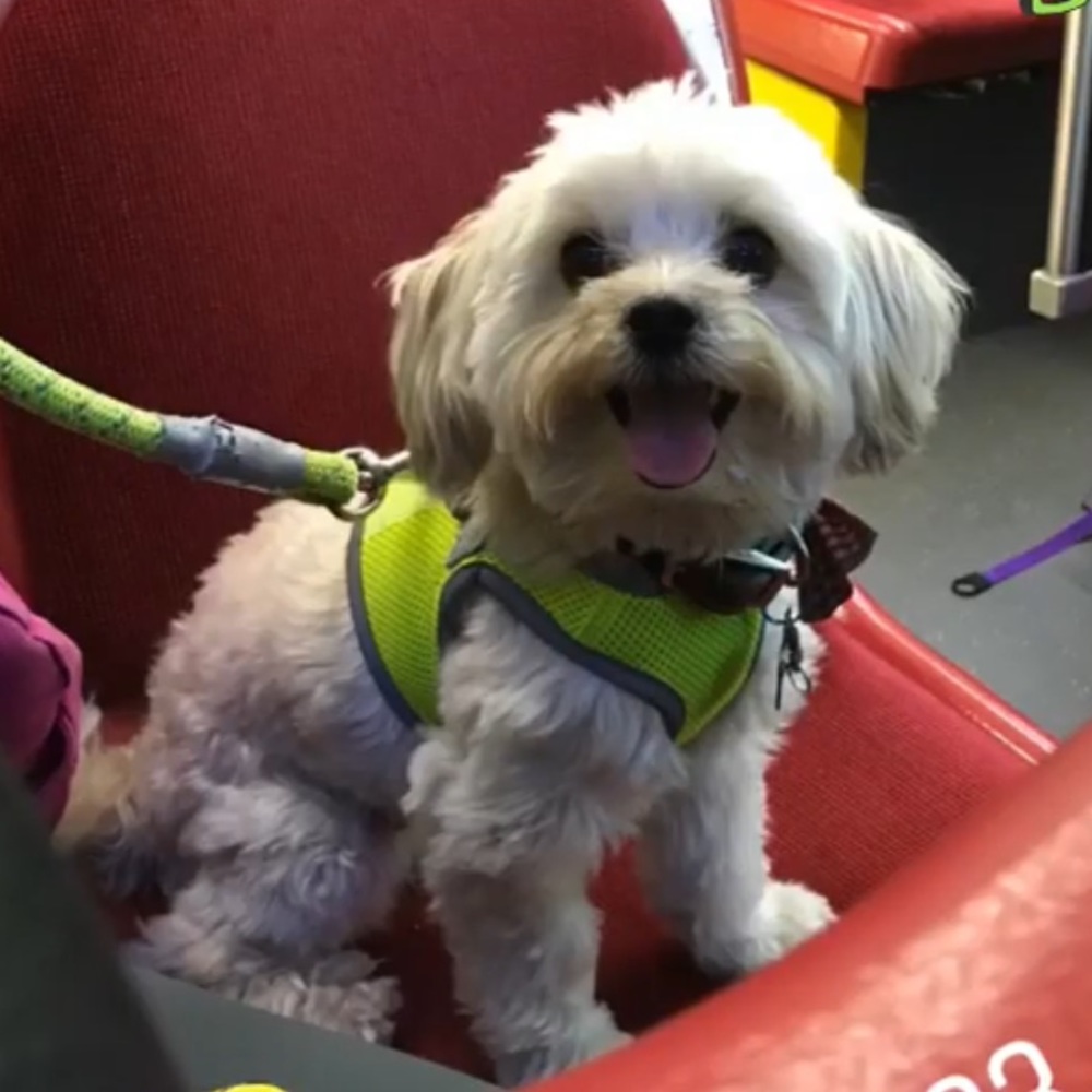 His name is ollie the dog and piper is the cat